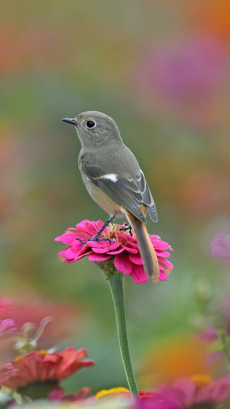 44 Wallpaper Birds and Flowers  WallpaperSafari