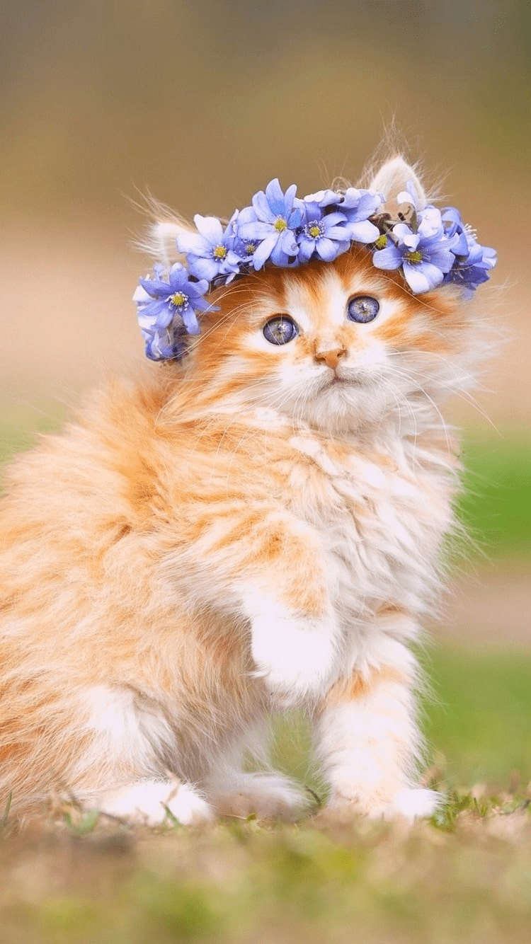 Cute cat Wallpapers Download  MOONAZ