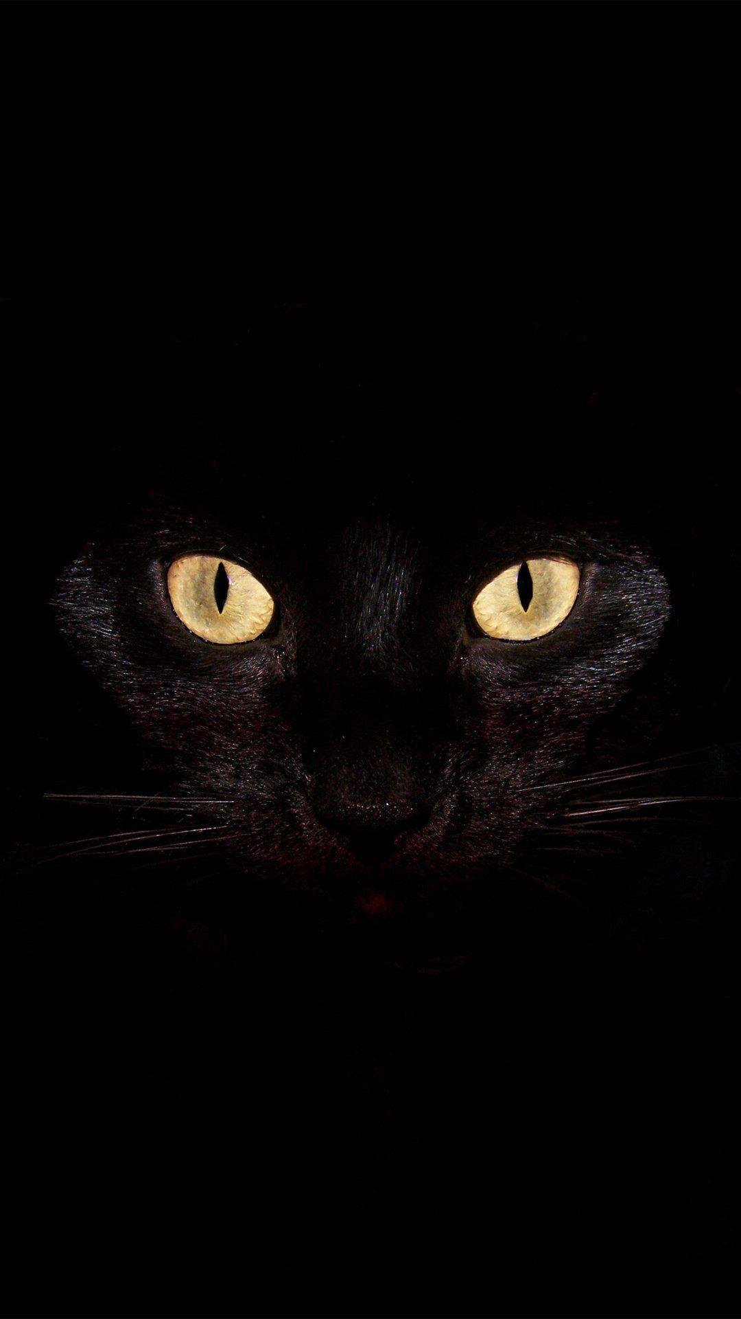 30 Black Cat AppleiPhone X 1125x2436 Wallpapers  Mobile Abyss