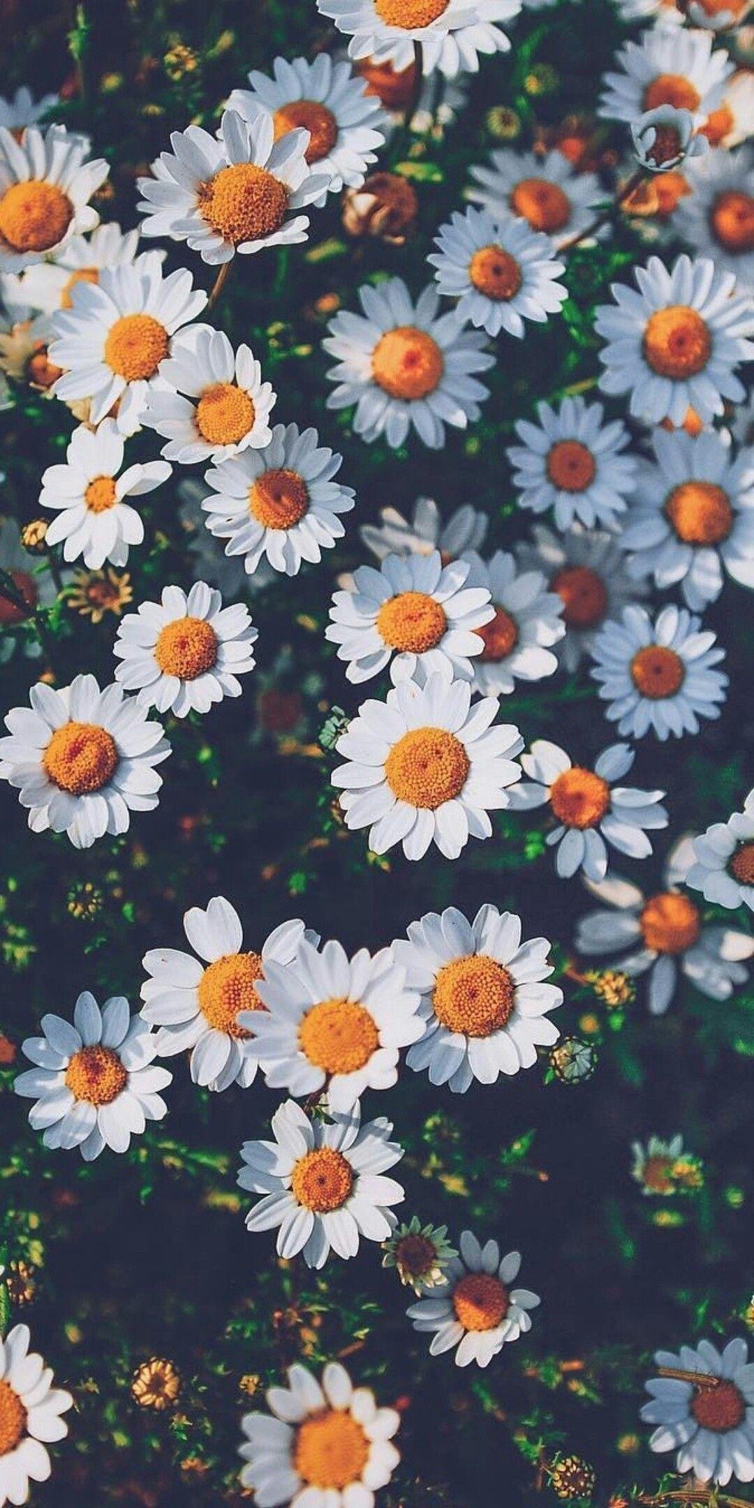 Aesthetic Daisy Flower Wallpaper Background Wallpaper Image For Free  Download  Pngtree