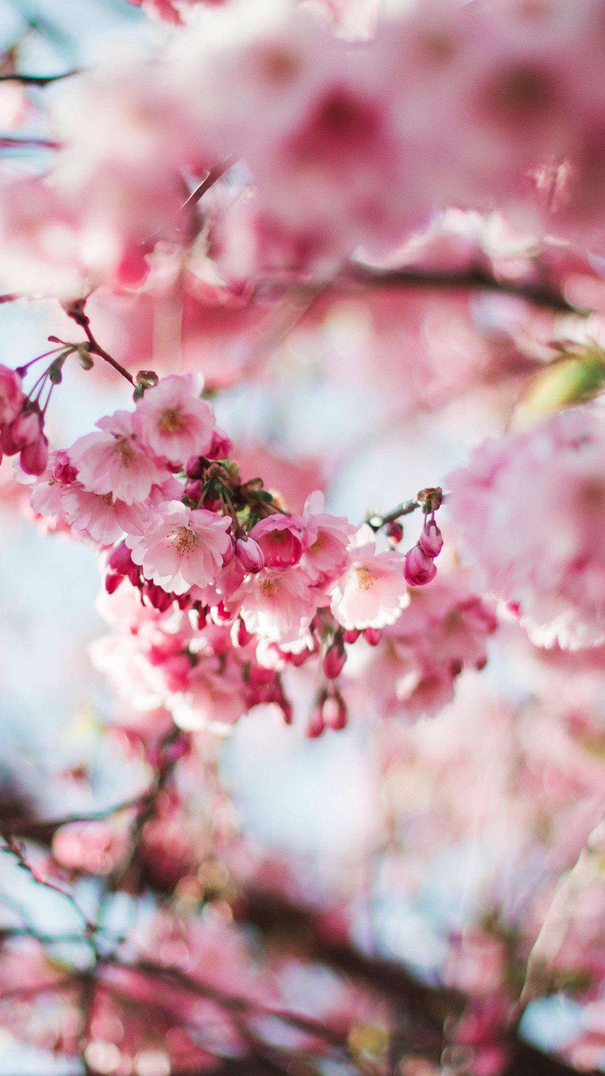 Sakura korea Wallpapers Download | MobCup