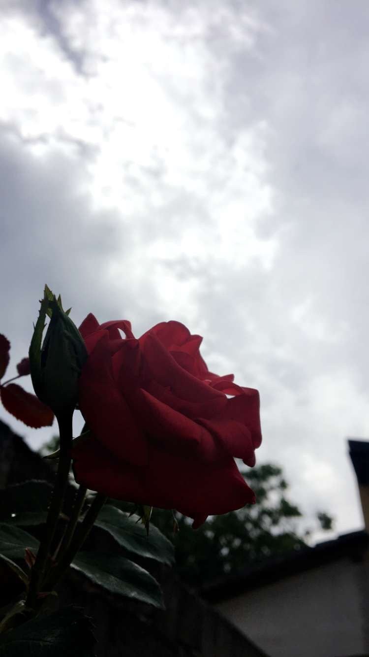 Aesthetic red rose Wallpaper Download | MobCup