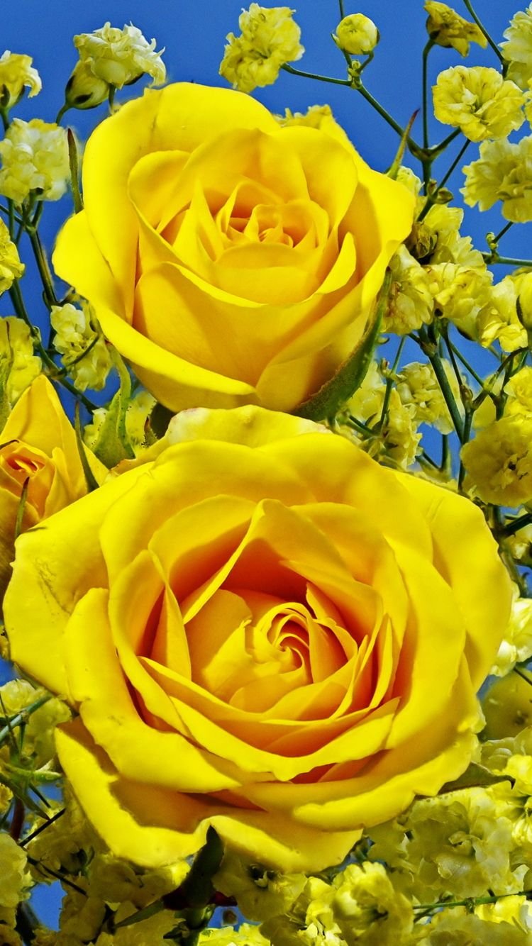 Aesthetic Yellow Roses
