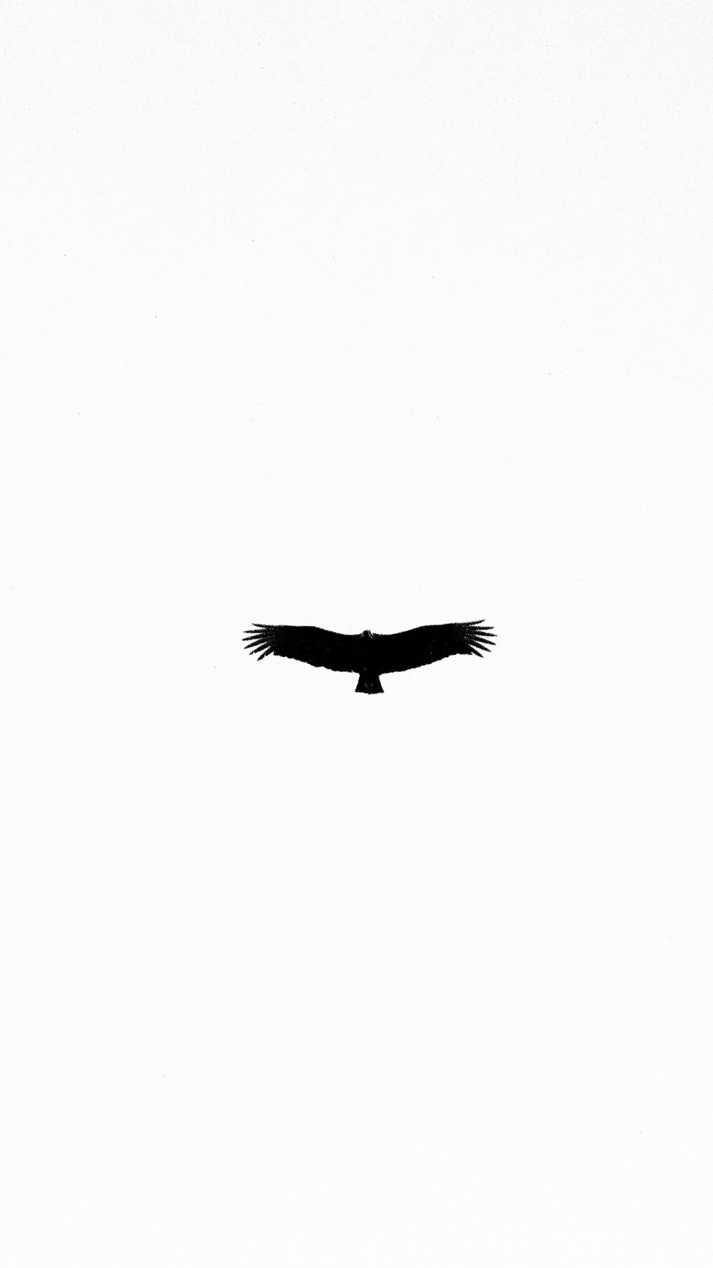 Black bird white background