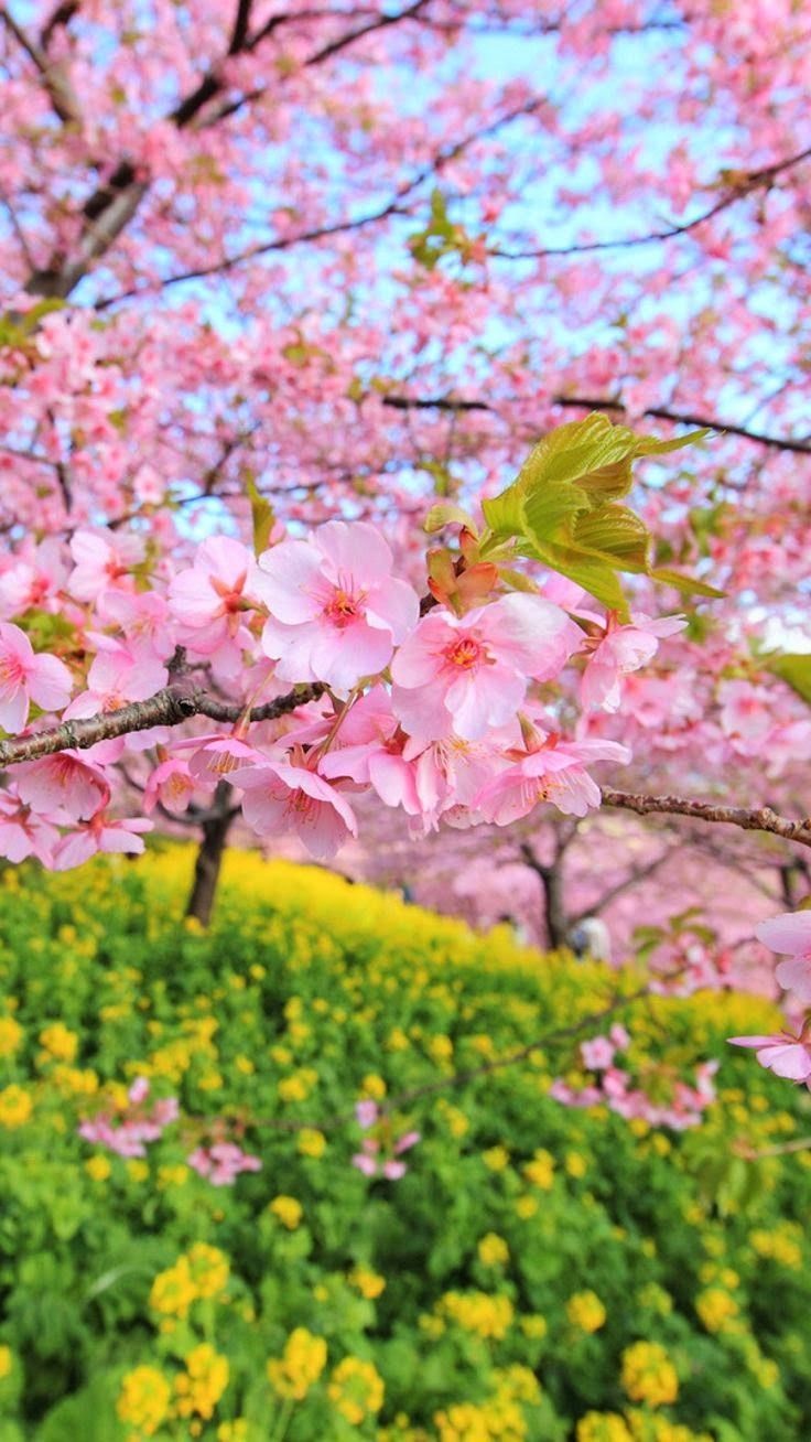 Cherry blossom spring