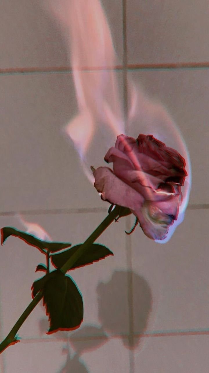 20 Best Burning Rose ideas  burning rose rose wallpaper burning flowers