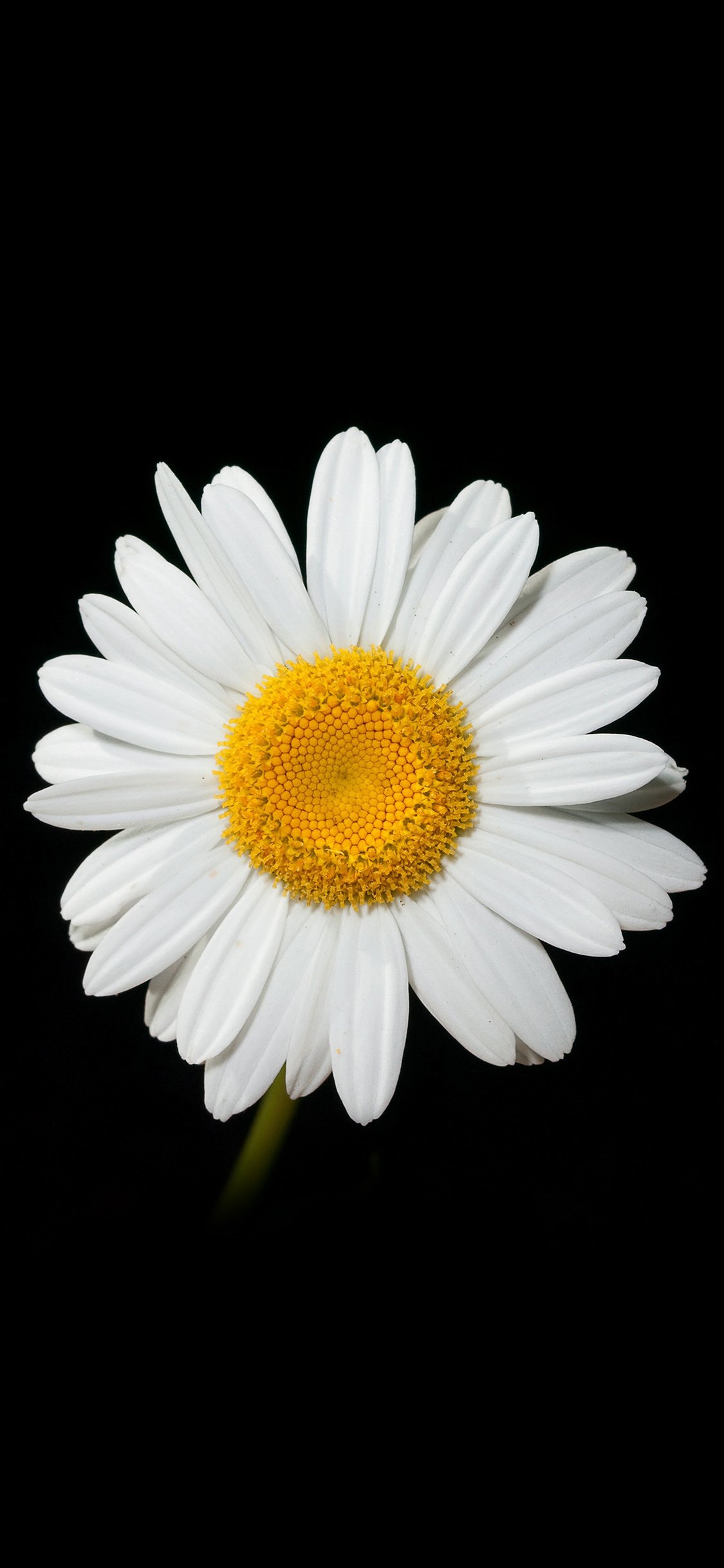 white daisy flower wallpaper