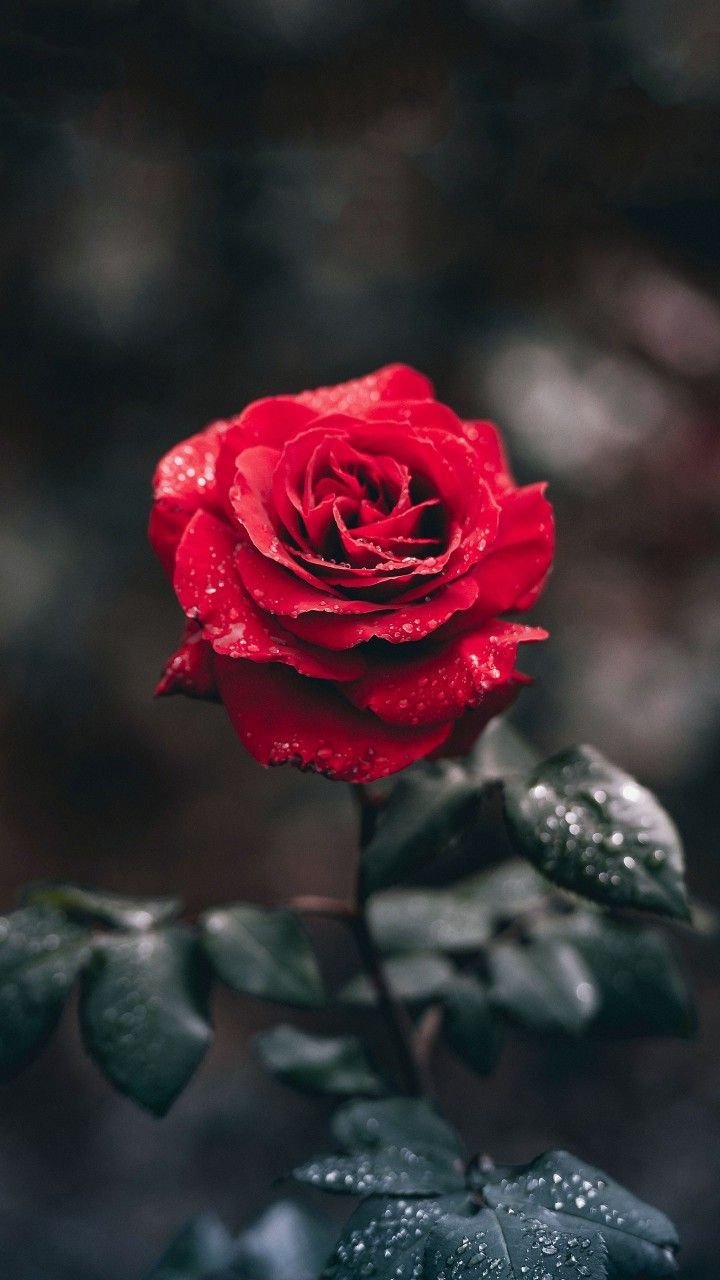 Red Rose Aesthetic Wallpaper Download | MobCup
