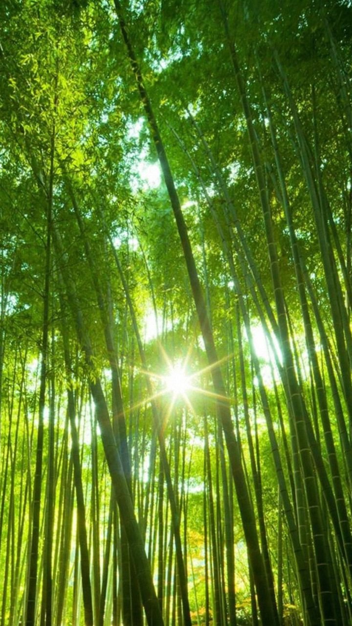 Bamboo Forest Photos Download The BEST Free Bamboo Forest Stock Photos   HD Images