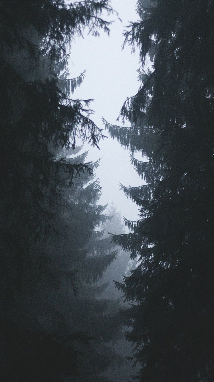 Misty Forest Wallpaper  iPhone Android  Desktop Backgrounds