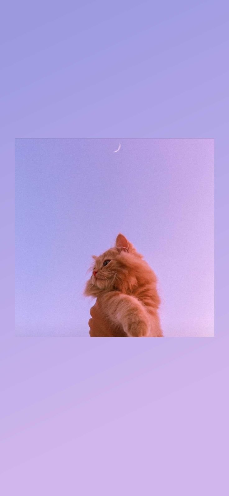 Purple aesthetic cute cat Wallpapers Download | MobCup