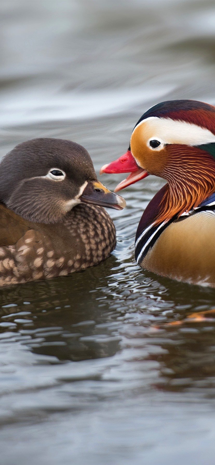 Two birds mandarin duck water 1080x1920 iPhone 8766S Plus wallpaper  background picture image