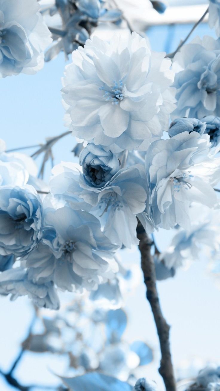 Blue flowers Wallpaper 4K 5K Floral Background Blossom 3157