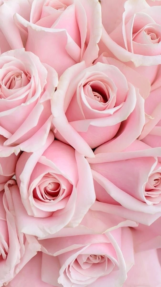 Aesthetic Pink Roses Wallpaper Download | MobCup