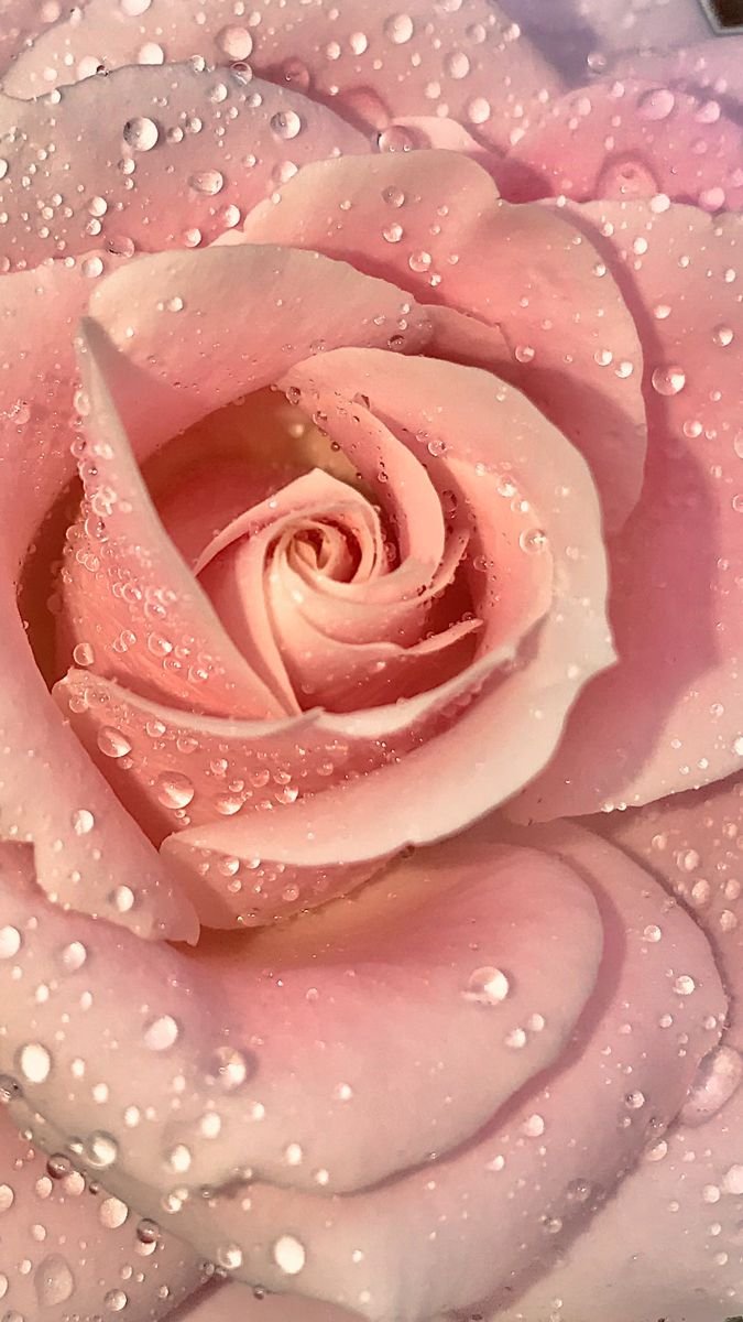 pink rose background images