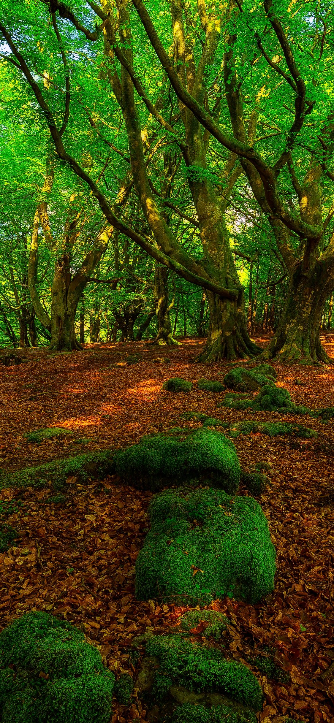 Green forest trees Wallpapers Download | MobCup