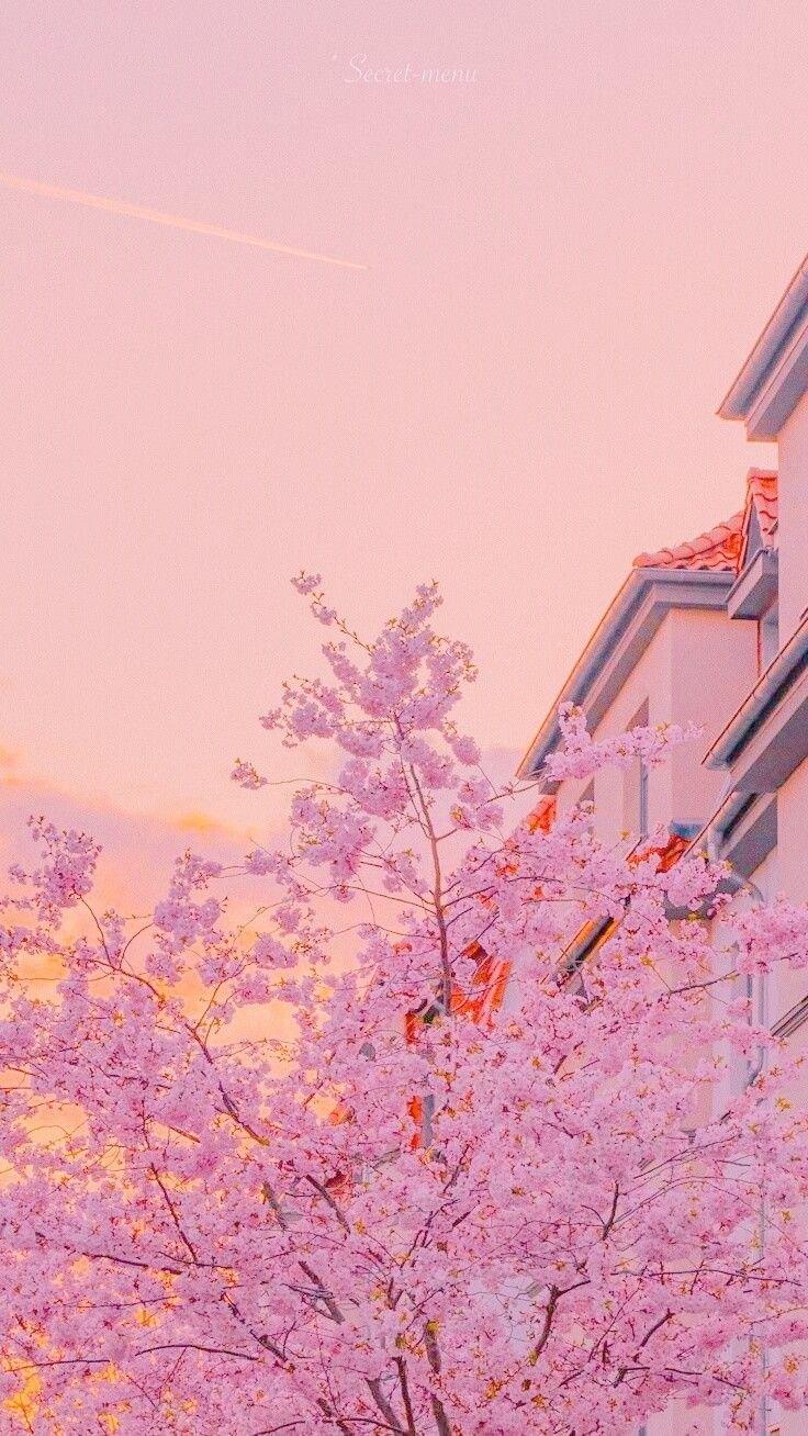 Cherry Blossom Sakura Trees IPhone Wallpaper HD  IPhone Wallpapers  iPhone  Wallpapers