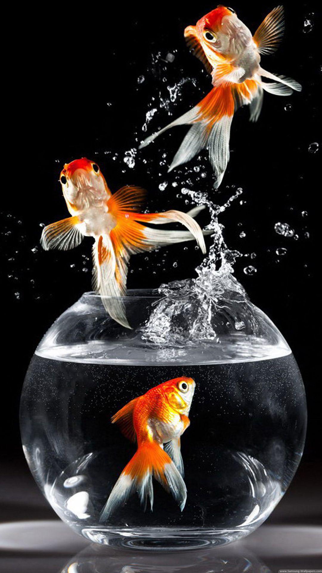 Goldfish Fish jumps