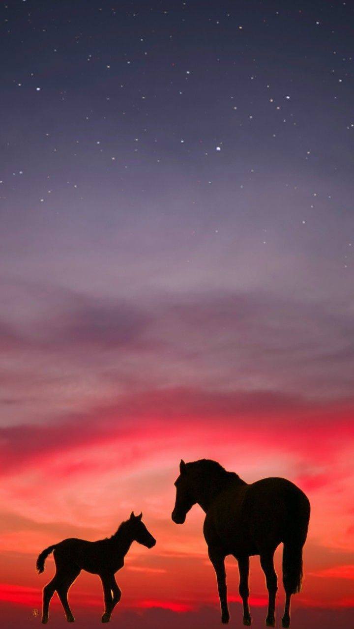horse sunset background