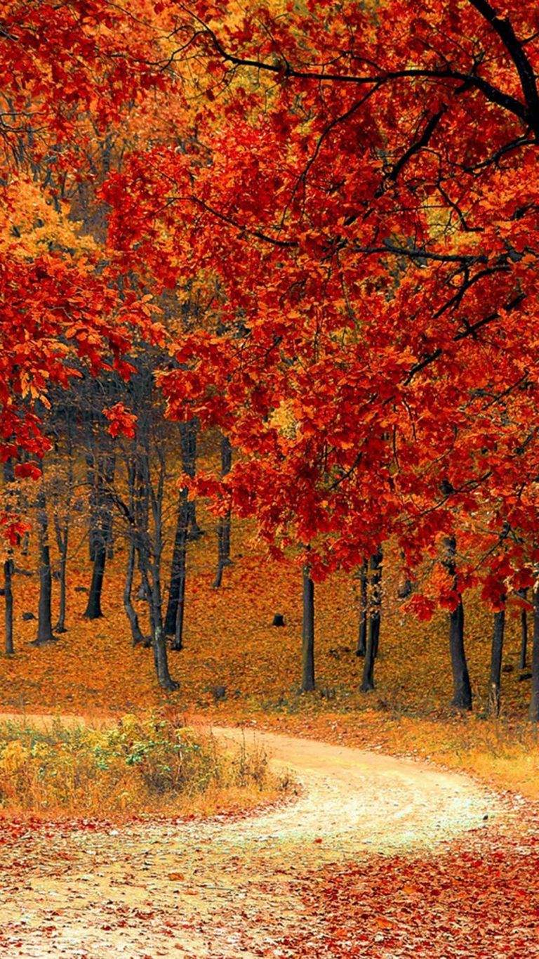 Autumn Trees