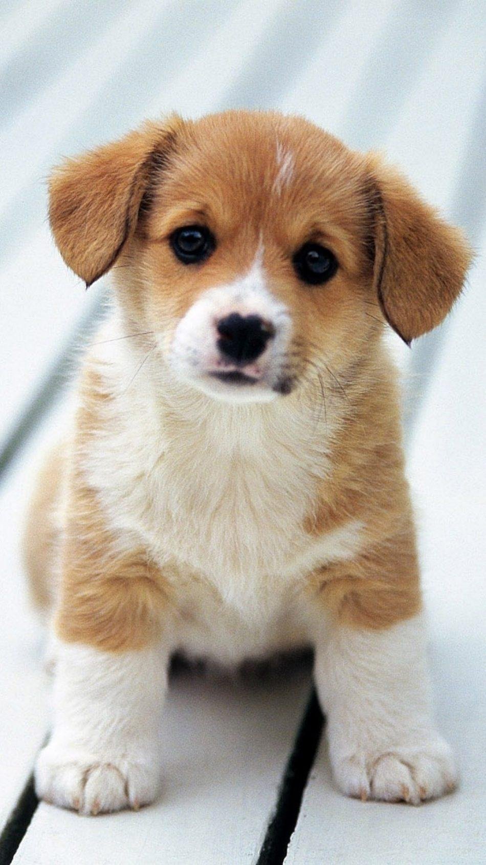 18000 Wallpaper Cute Puppy Pictures