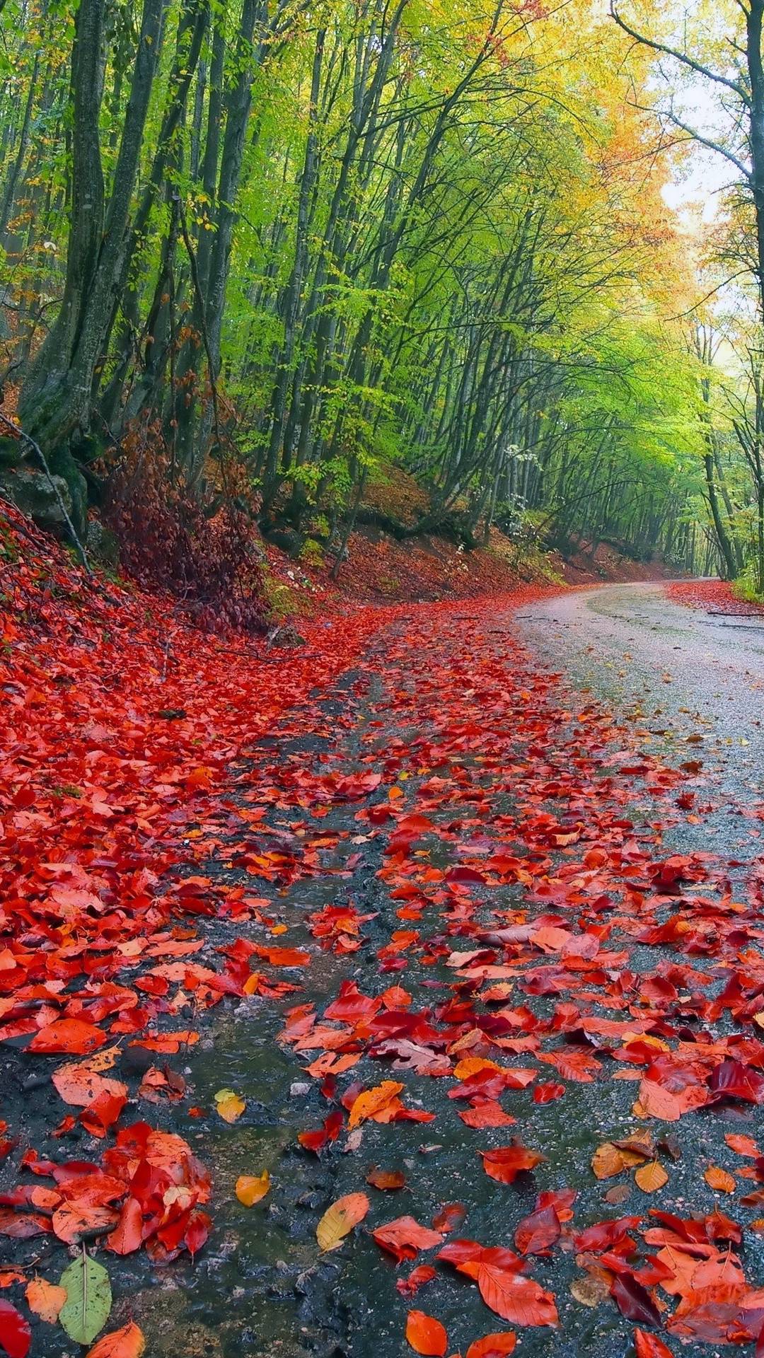 Fall Forest Road Red Fallen Leaves Damp Earth Forest With Trees Of Hornbeam