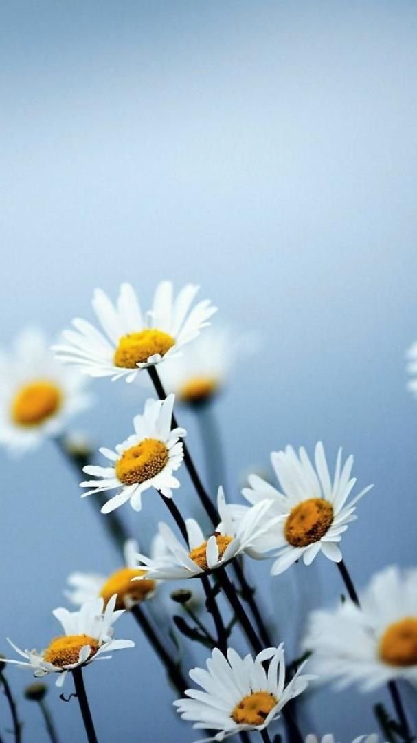 Aesthetic Daisy Wallpaper Download  MobCup