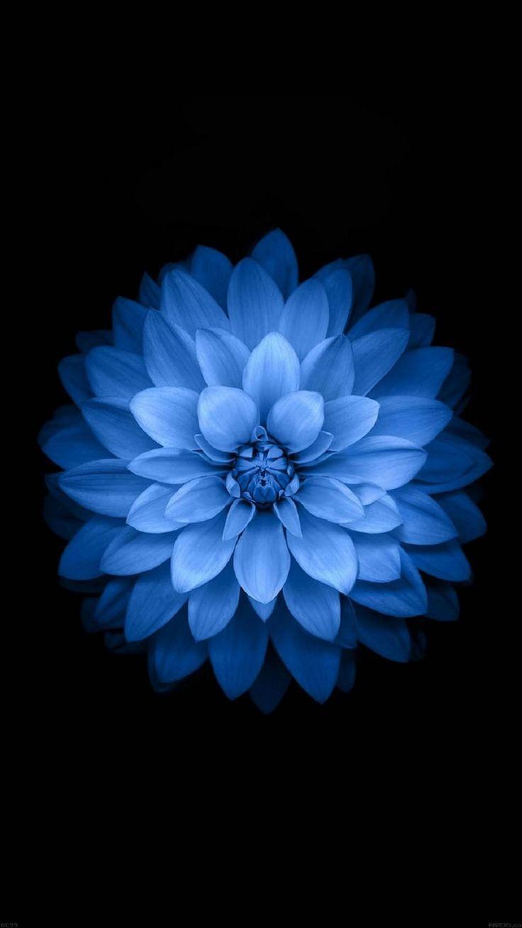 Dark Blue Dahlia