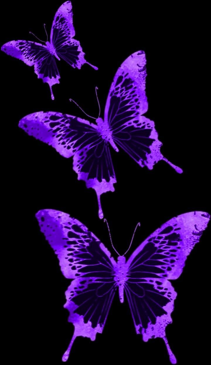 Download Cute Light Purple Butterflies Wallpaper  Wallpaperscom