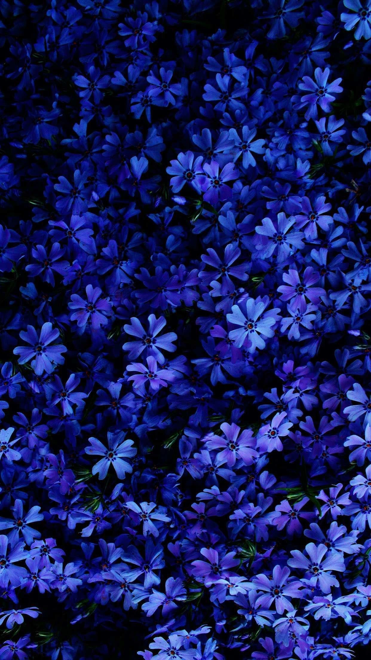 blue flowers wallpaper