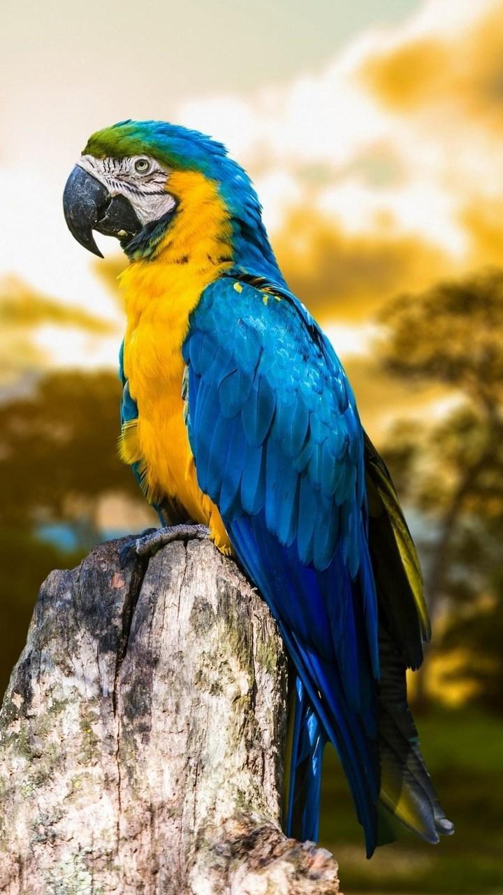 Blue Macaw Bird