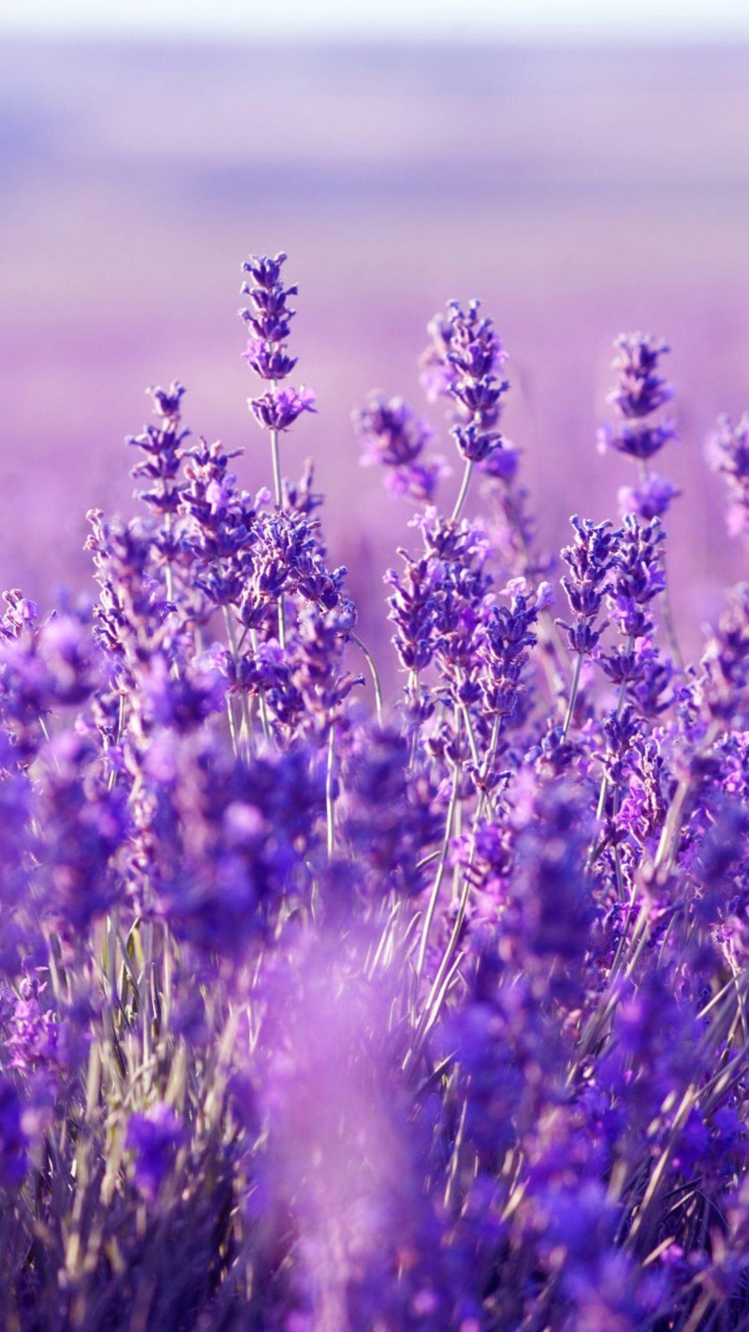 Lavender Aesthetic Wallpapers  Wallpaper Cave