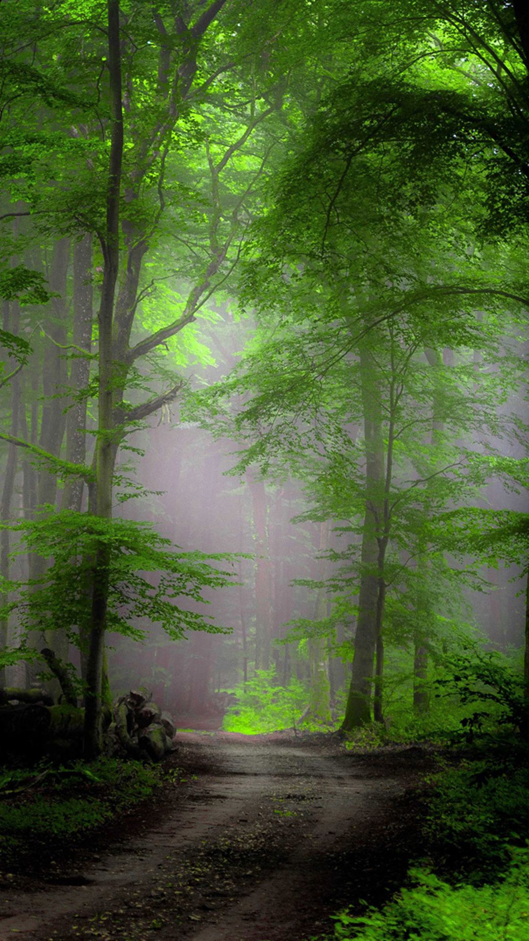 Green Forest Wallpaper Download | MobCup