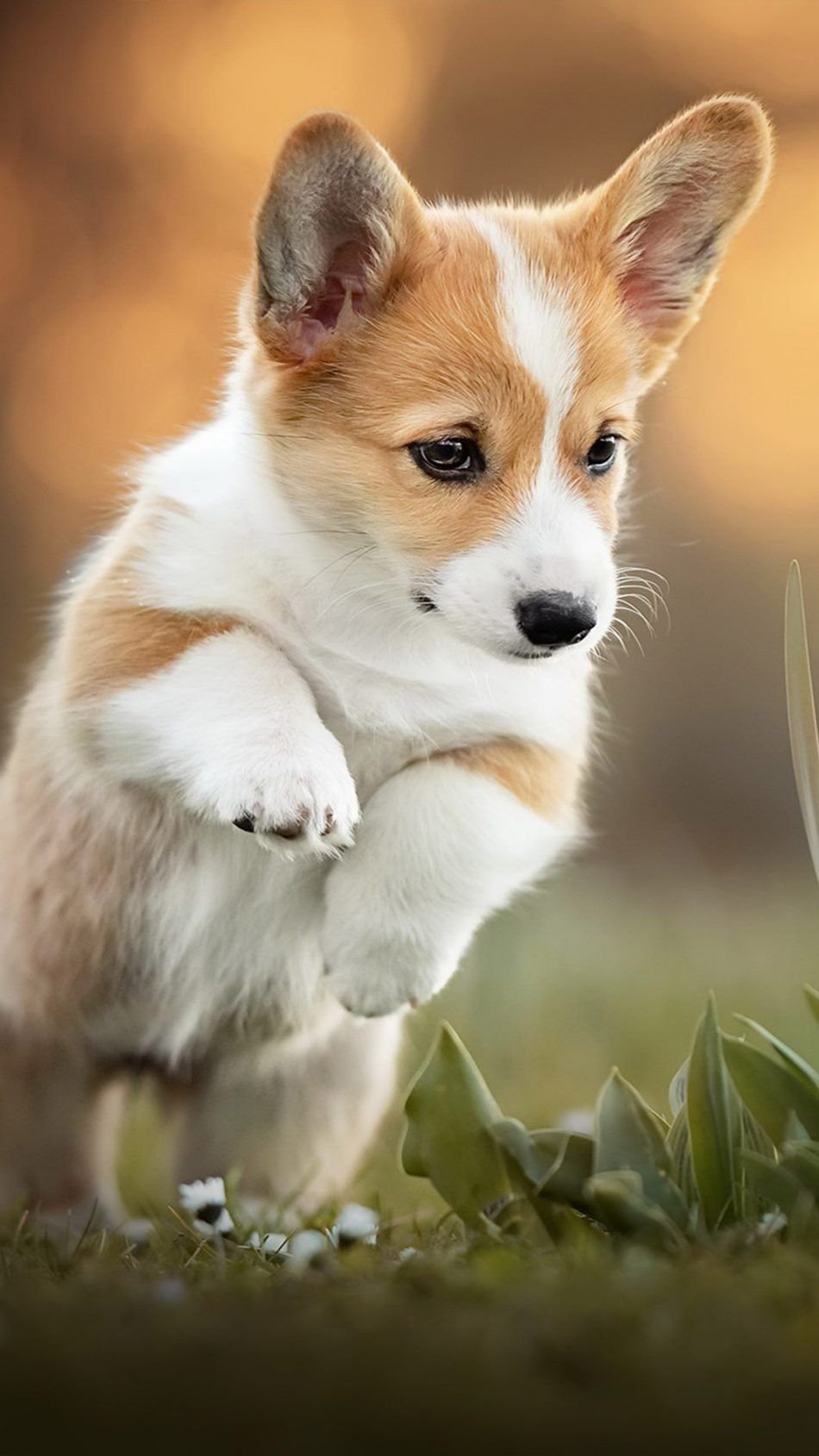 Welsh Corgi Puppies Wallpaper for iPhone 11 Pro Max X 8 7 6  Free  Download on 3Wallpapers