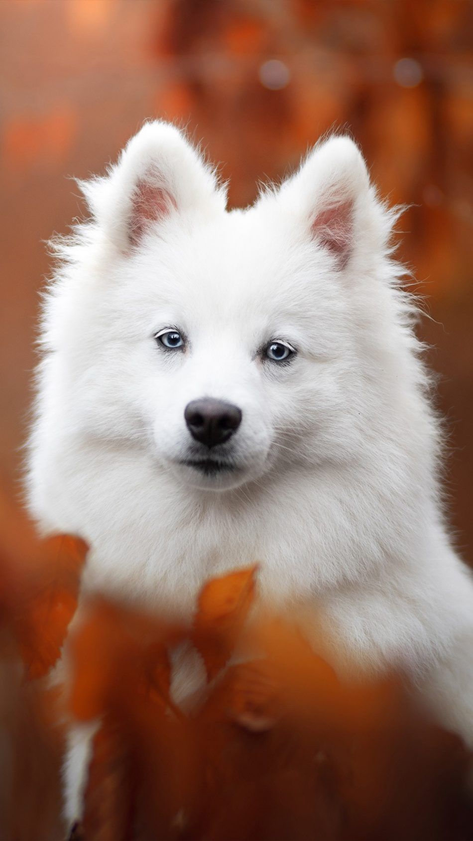 Japanese Spitz Dog