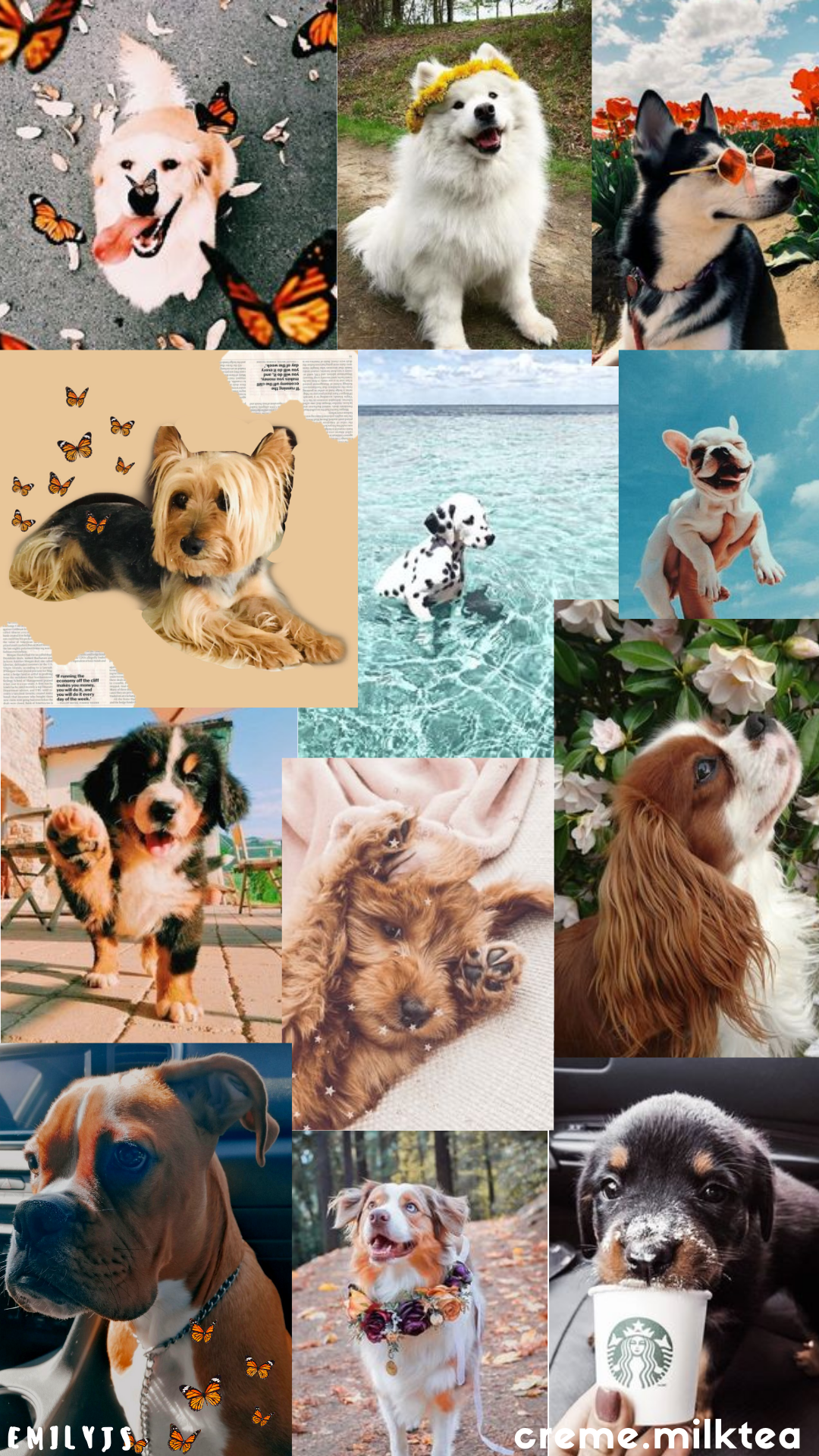 Dog Wallpapers Free HD Download 500 HQ  Unsplash