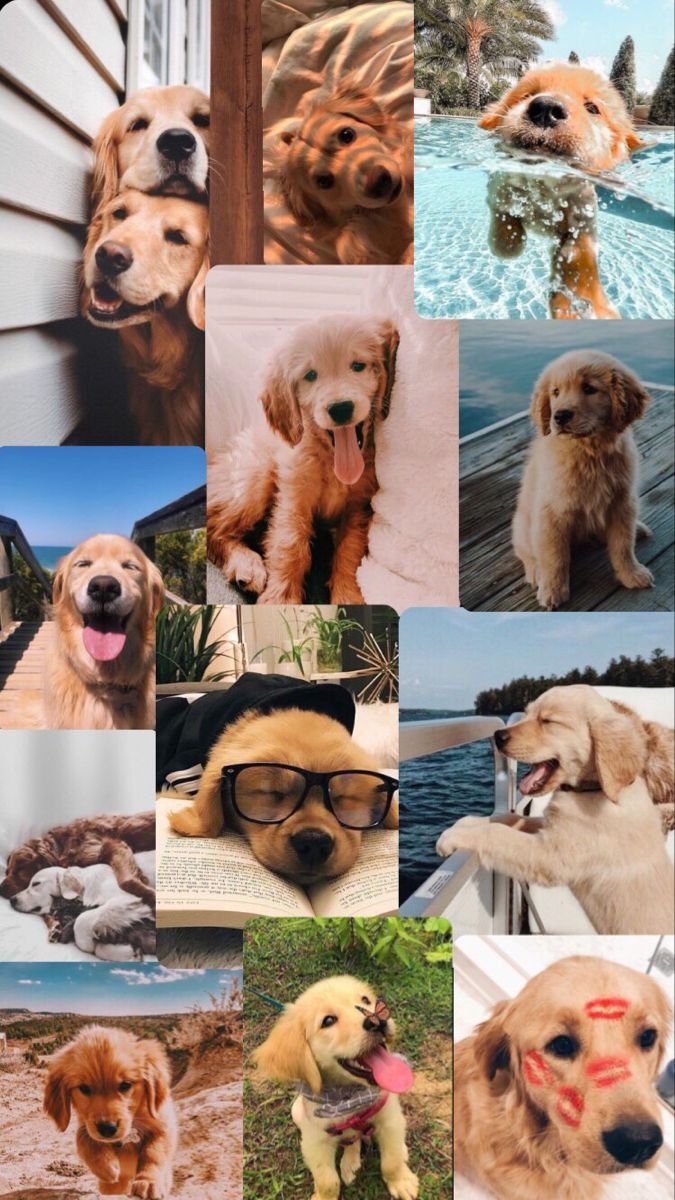 Aesthetic Golden Retriever Puppy Collage Wallpaper Download | MobCup