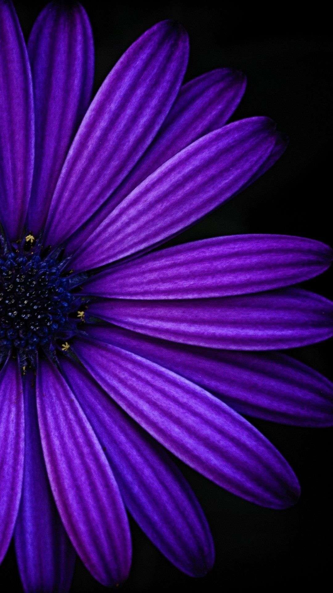 Purple Flower Wallpapers Mobcup