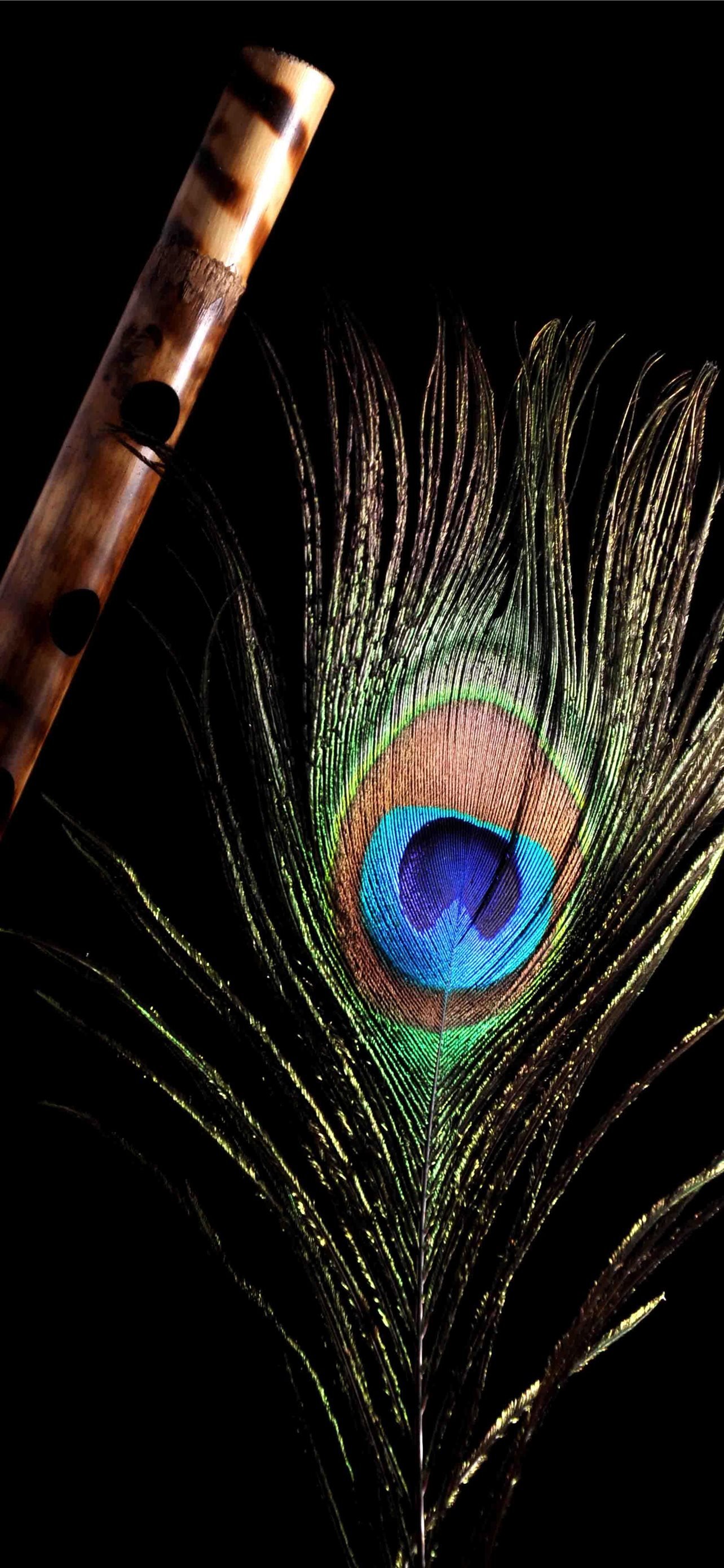 Mor Pankh Peacock Feather HD wallpaper  Pxfuel