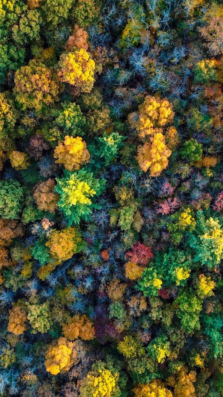 Autumn Trees Aerial View