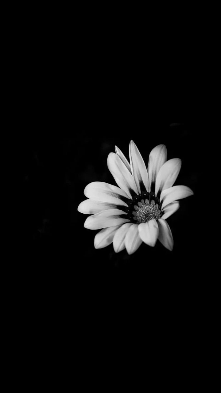 Aesthetic Black - White Flower With Waterdrops Wallpaper Download | MobCup
