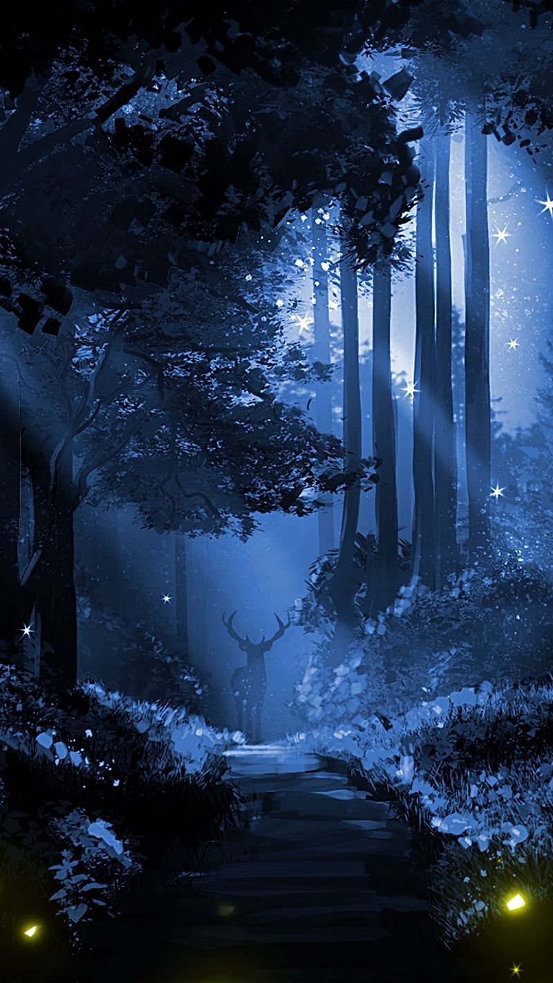 midnight forest