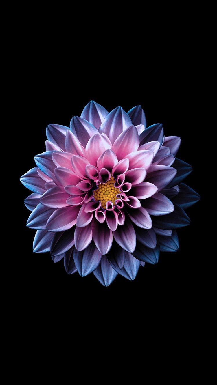 Dahlia Flower