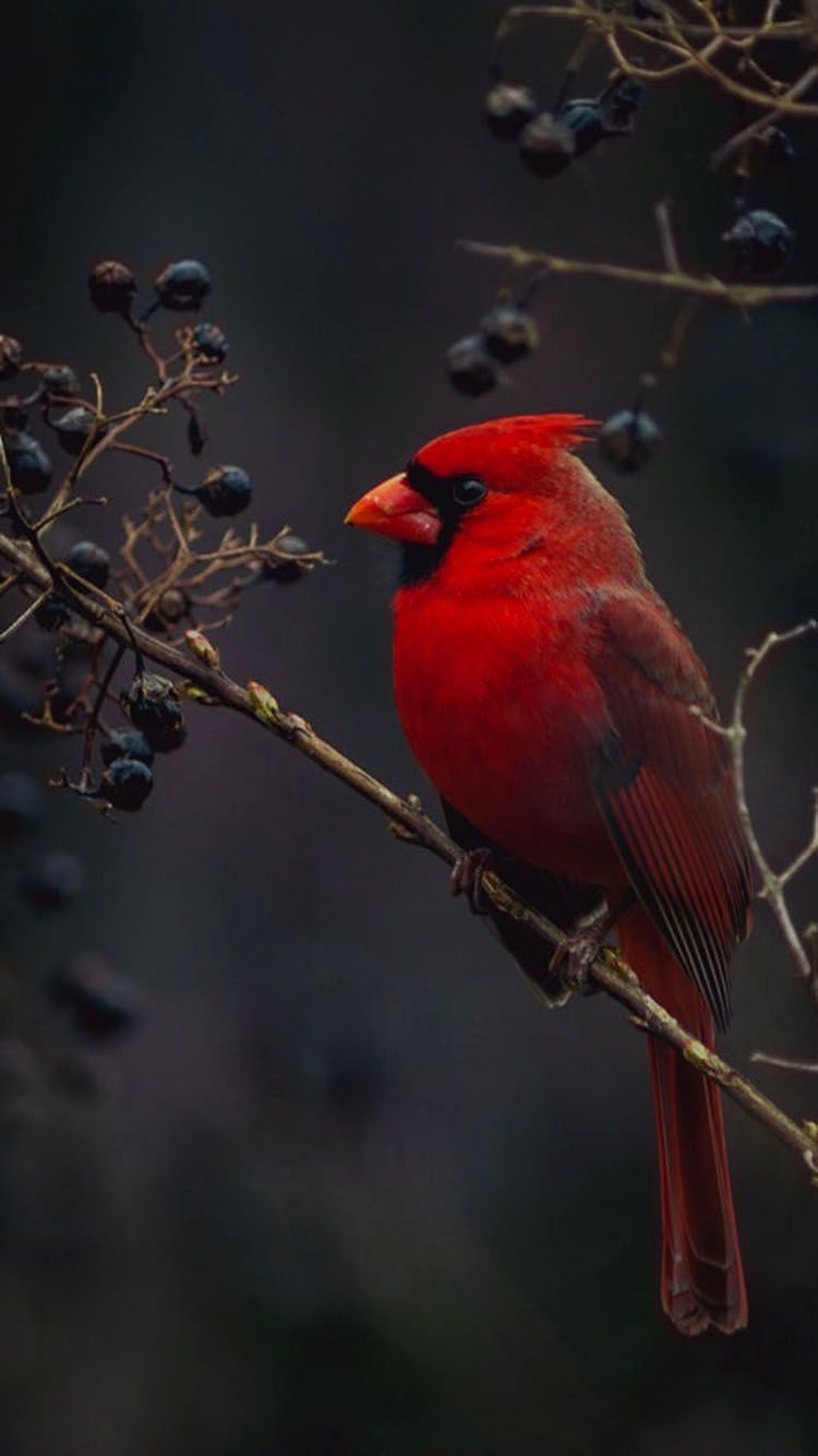 Red Cardinal Bird