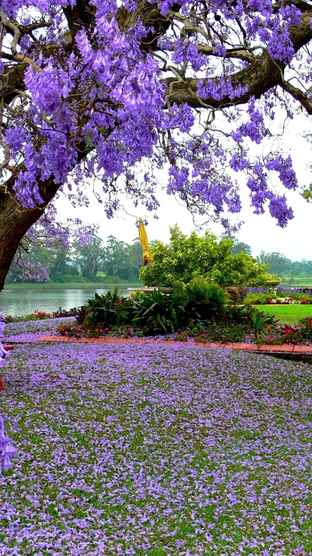 Spring Nature Purple Tree Flowers Garden