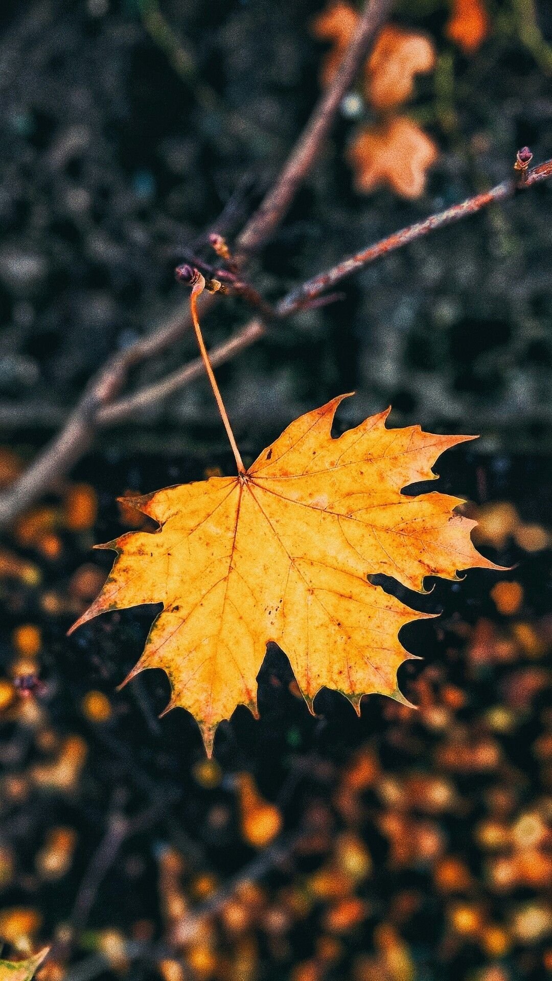 Maple Leaf Mobile Wallpapers  Wallpaper Cave