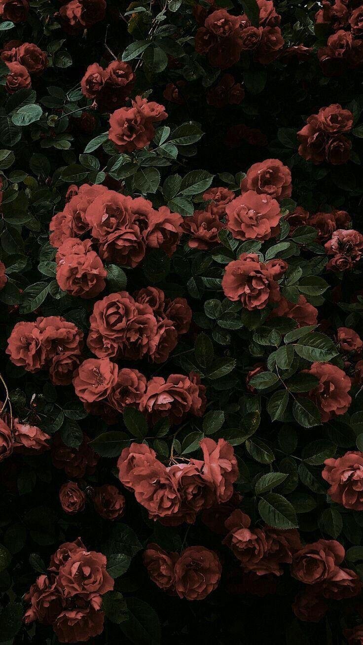 Red roses aesthetic HD wallpapers  Pxfuel