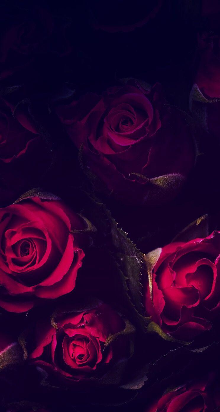 Dark Aesthetic Rose Wallpaper Download Mobcup 