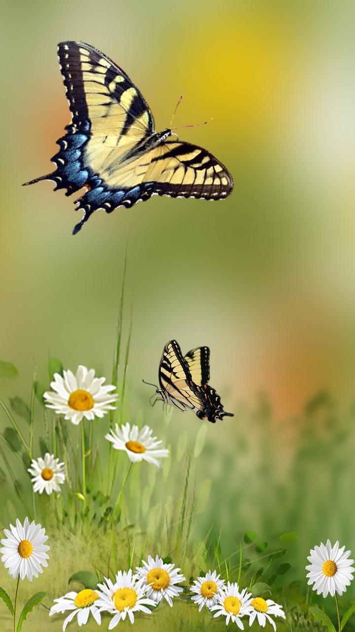 Swallowtail butterfly