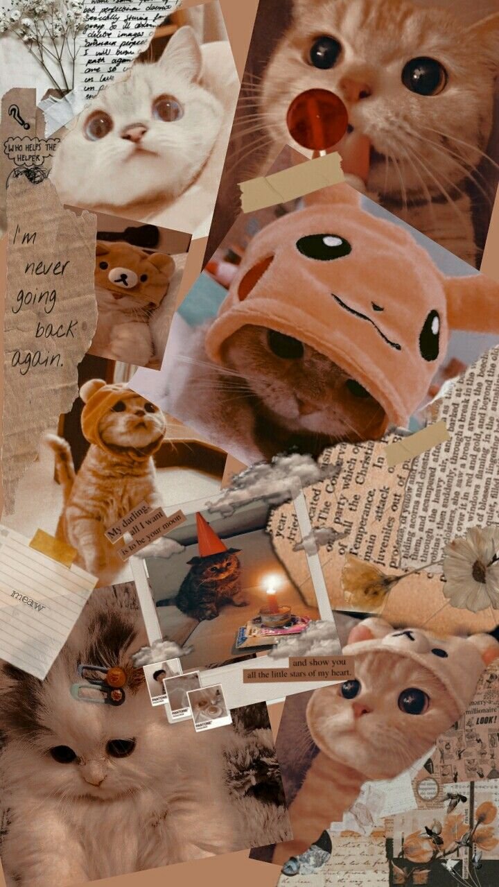 Cute Cat Aesthetic Wallpaper Download | MobCup